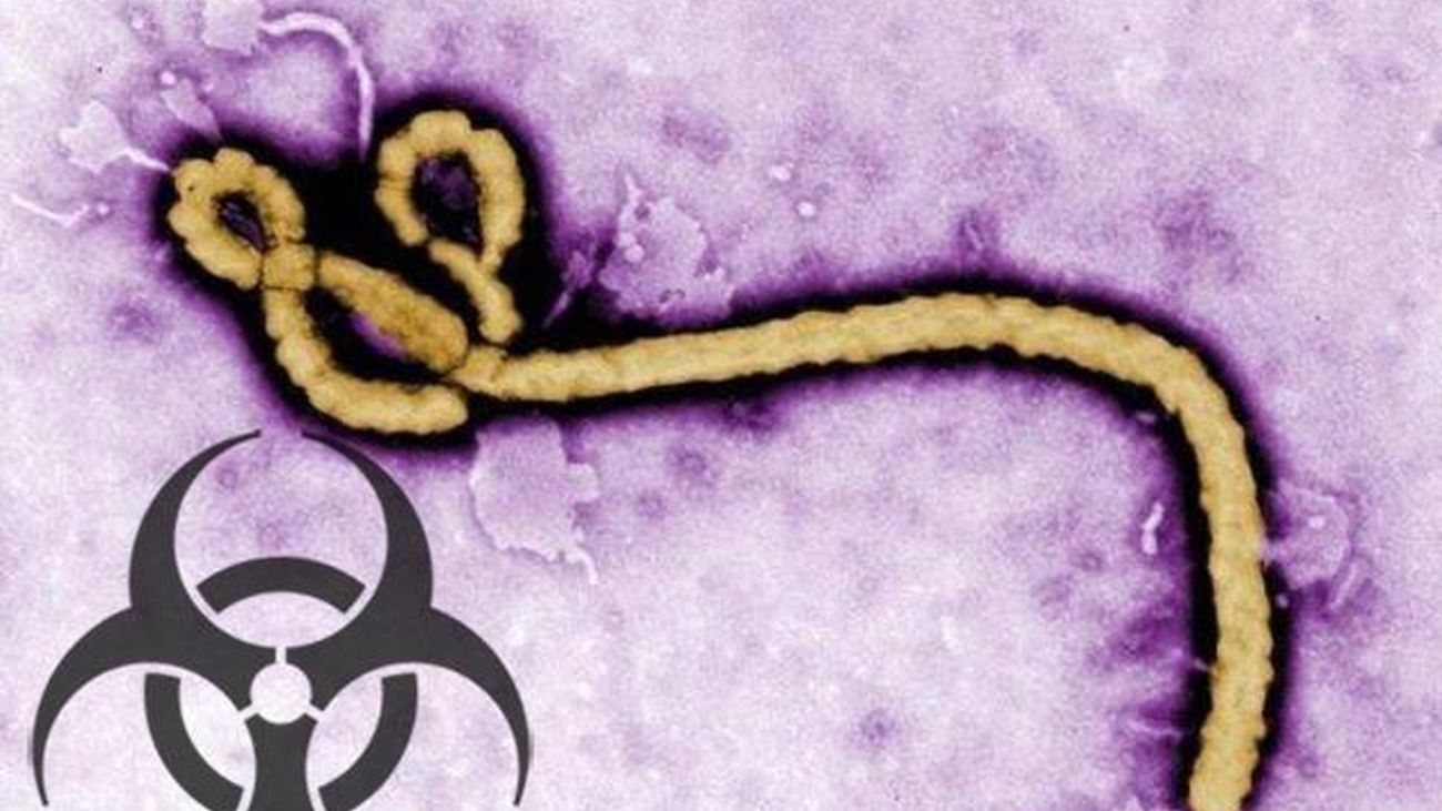 En busca de una vacuna contra el ébola