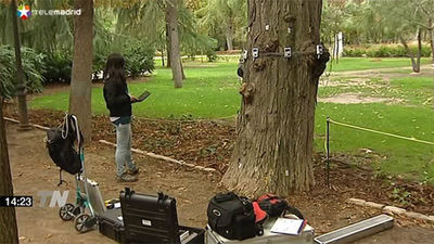 814 árboles del Retiro serán analizados para determinar el umbral de riesgo