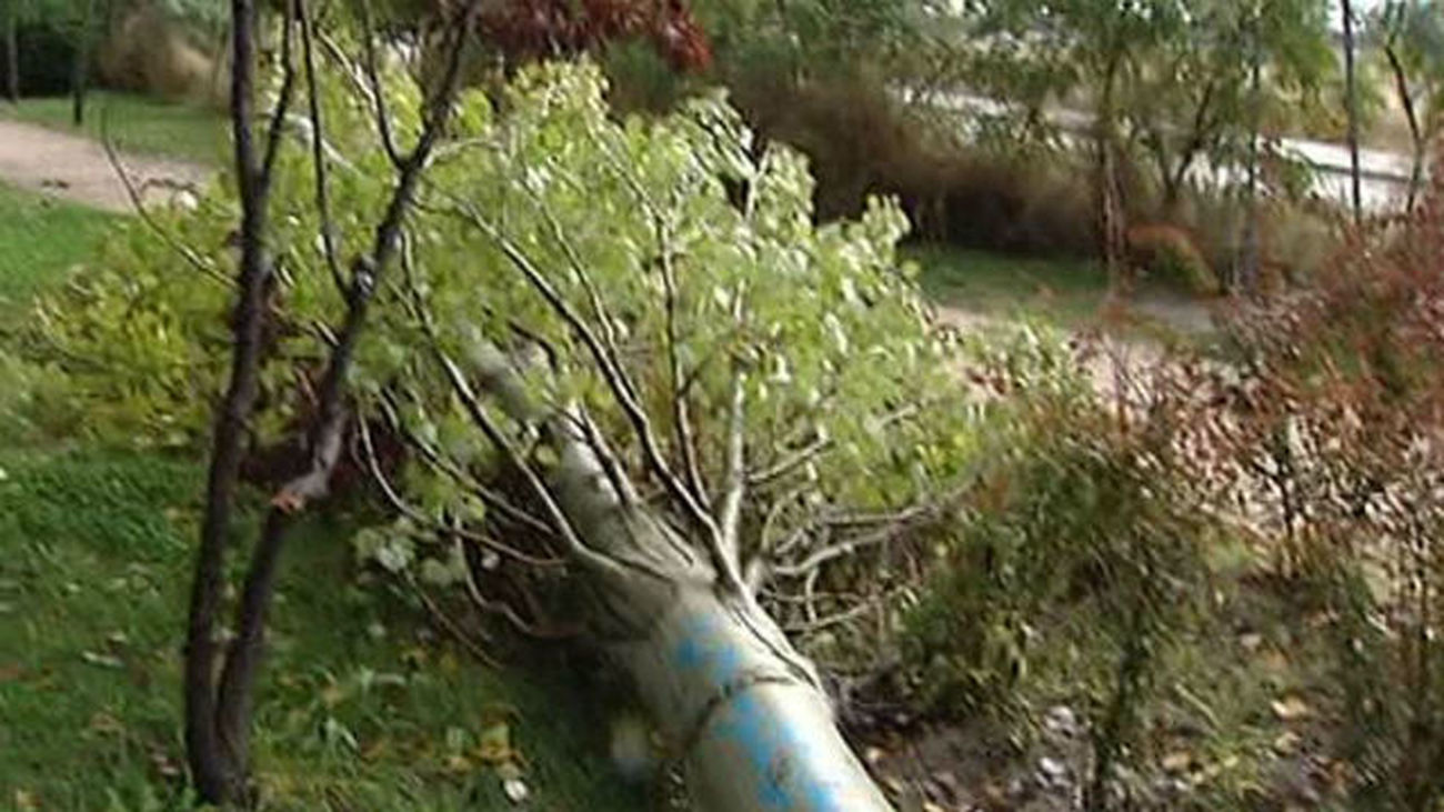 Una rama de grandes dimensiones cae en Usera y daña a un coche aparcado