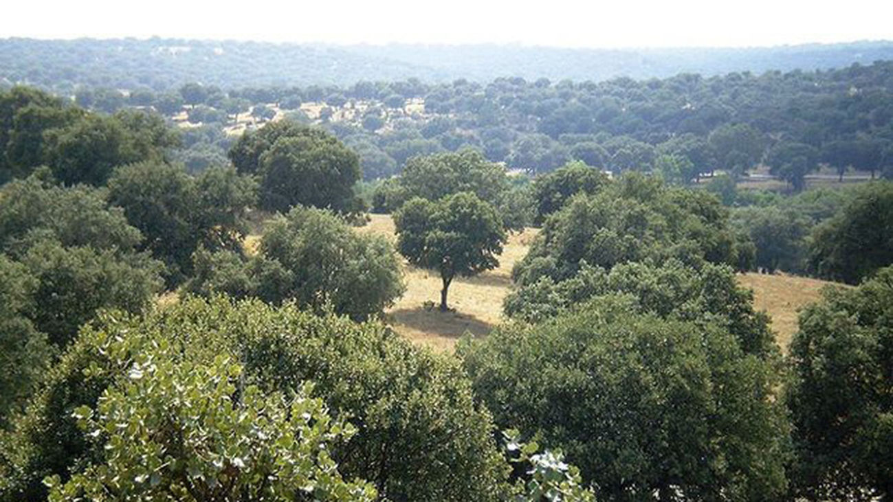 El Pardo: el mejor bosque meditarraneo de Europa