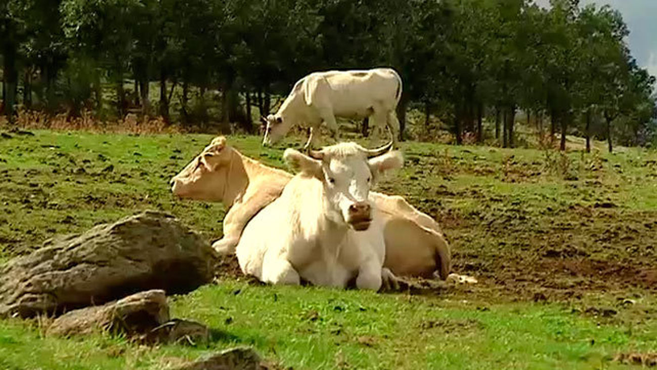 Navarredonda y San Mamés: Santi y la senda de la fuente roja