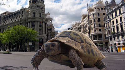 Manadas de tortugas paseaban hace 15 millones de años por la Gran Vía de Madrid