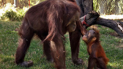 El orangután podría extinguirse como cuentan en el Zoo esta semana