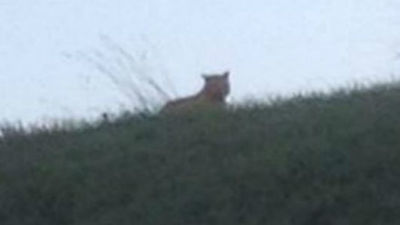 Un tigre anda suelto en las proximidades de Disneyland París