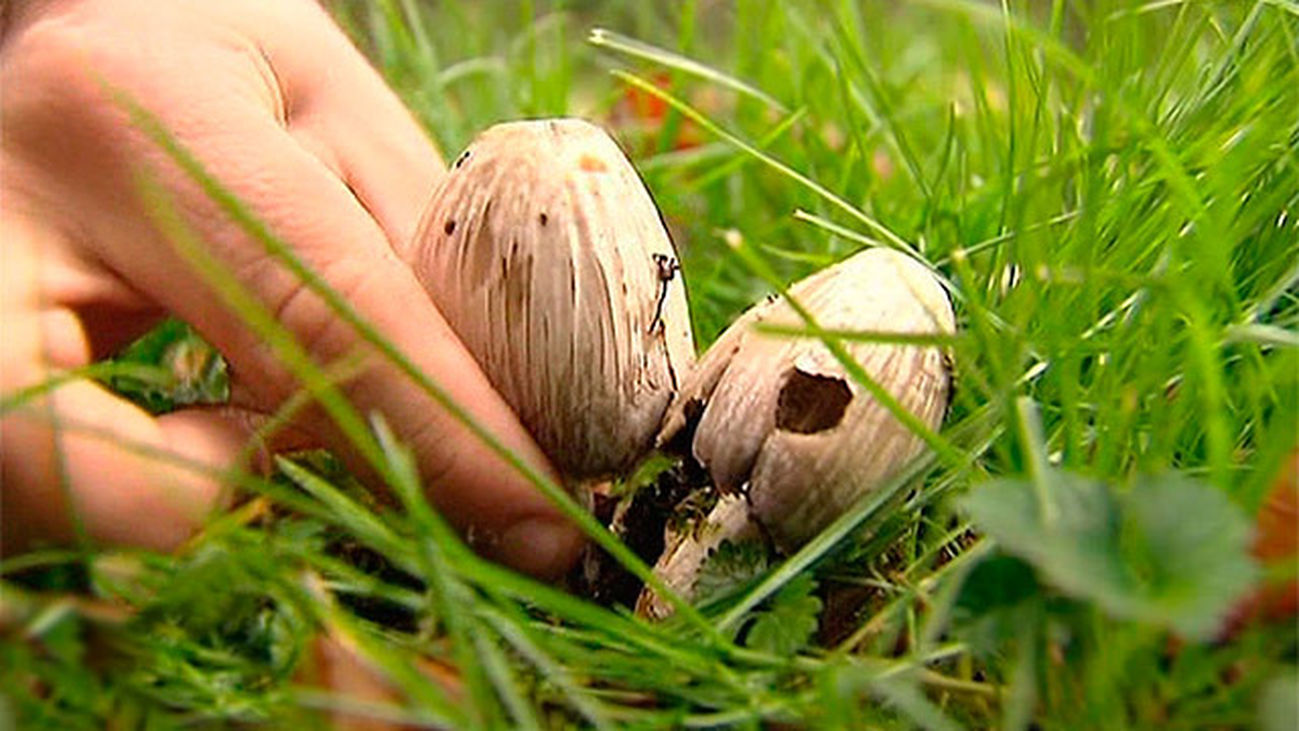 Cuidado con las setas en la ciudad