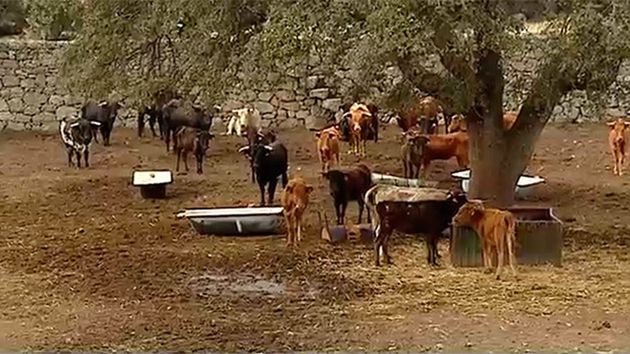 Colmenarejo: La ruta del toro