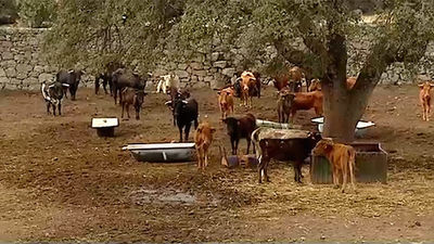 Colmenarejo: La ruta del toro