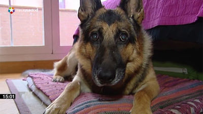 Un estudio científico demuestra que los perros saben si estás feliz o molesto