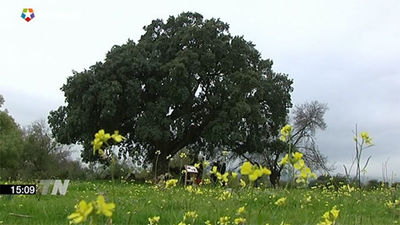 Madrid tiene 283 árboles singulares, entre ellos el más viejo de la península