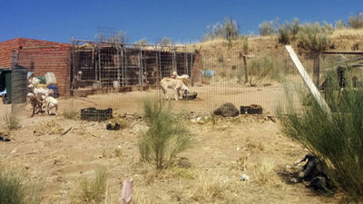 Declara el hombre que mantenía hacinados a 55 perros en Villa del Prado