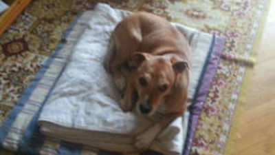 Rechazada la querella por el sacrificio Exkalibur