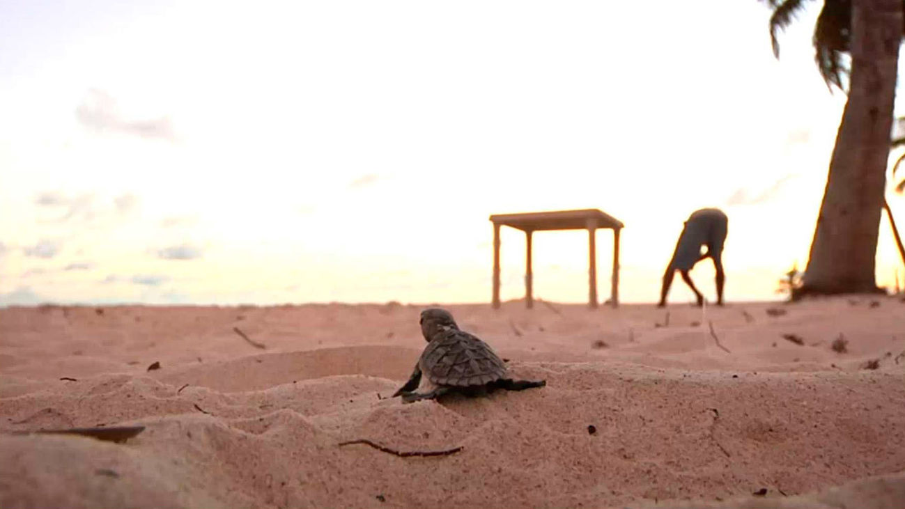 Animales por el mundo: tortugas Carey en Isla Saona