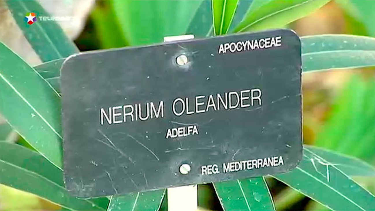 Plantas venenosas en parques y jardines