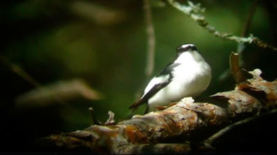 La Hiruela: El papamoscas cerrojillo