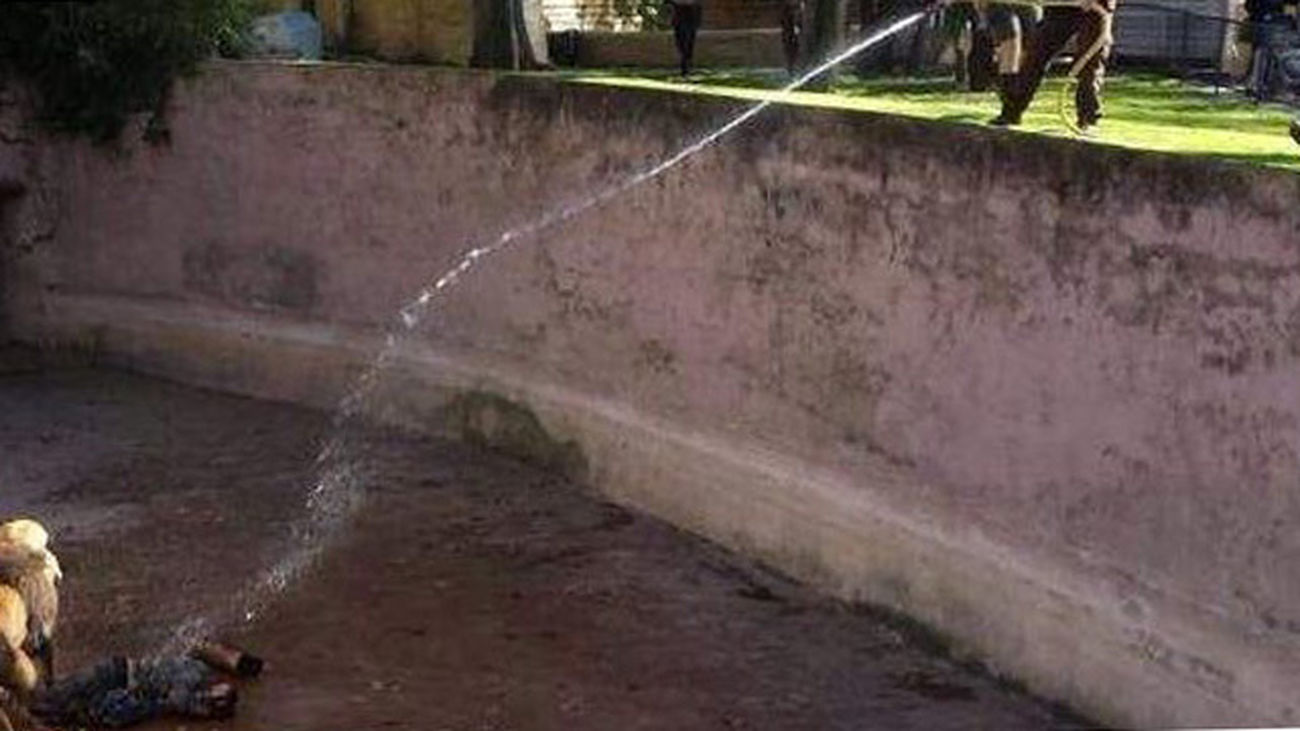 Un hombre herido grave al entrar en la zona de los leones del Zoo Barcelona