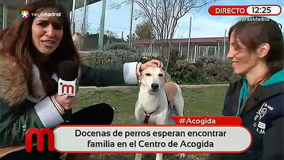 Así funciona el Centro de Acogida de Animales