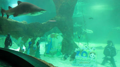 El Aquarium del Zoo acoge el tradicional Belén acuático de tiburones