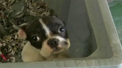 Inmovilizados 73 cachorros de perros checos en Barajas