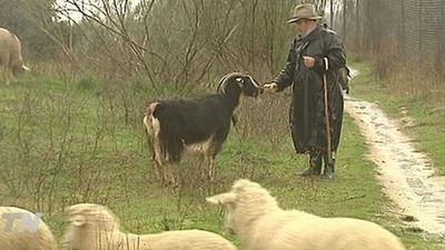 Las 'ovejas bombero' vuelven a pastar en el monte de Boadilla para evitar incendios