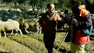 Las ovejas bomberas de Boadilla