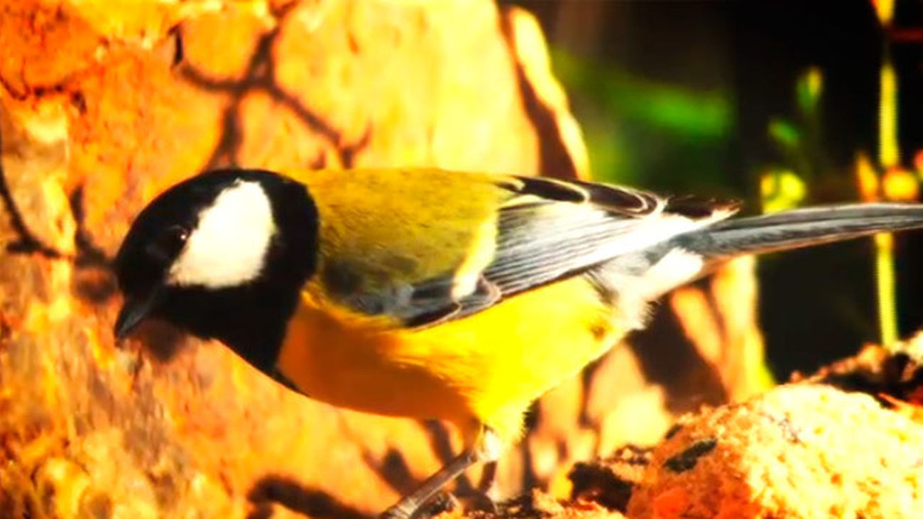 Montejo de la Sierra: Fotografiando la naturaleza de día