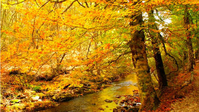 Montejo de la Sierra: El Hayedo de Montejo
