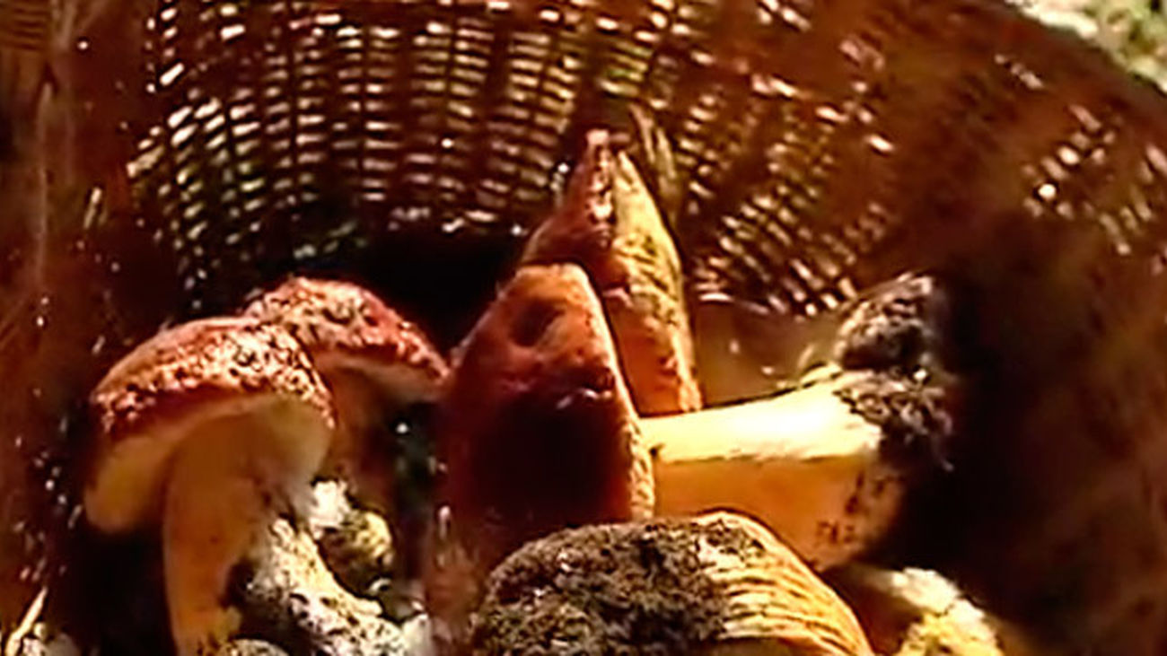 Montejo de la Sierra: Recogiendo boletus