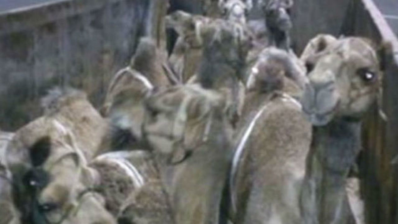 Sancionan el deficiente traslado de dromedarios para las cabalgatas en Tenerife