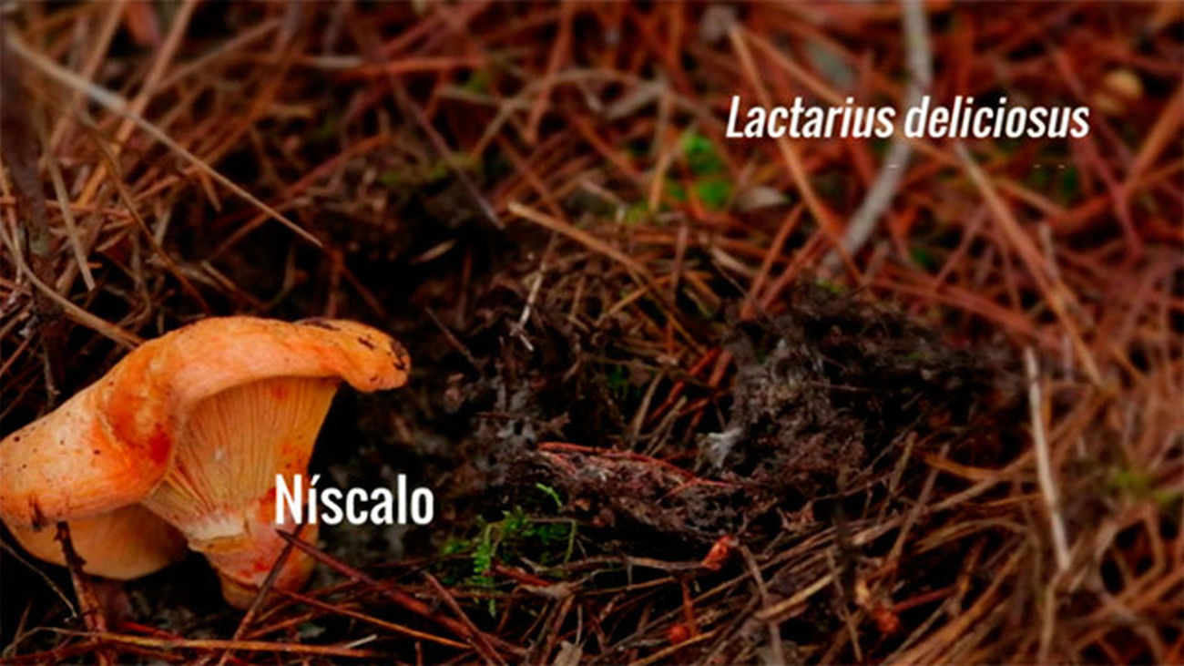 Las setas que conocemos: El níscalo (Lactarius deliciosus)