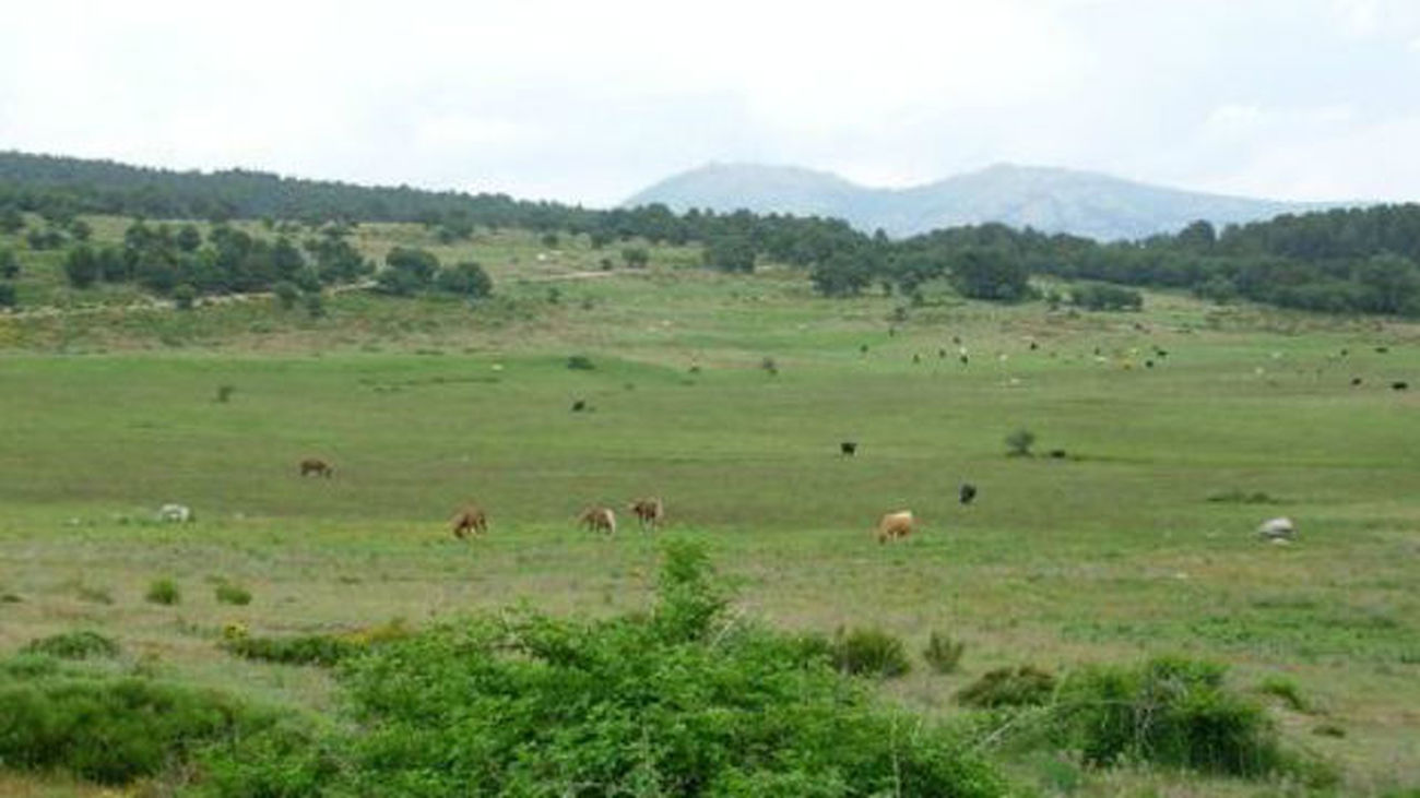 El Condado de Treviño madrileño