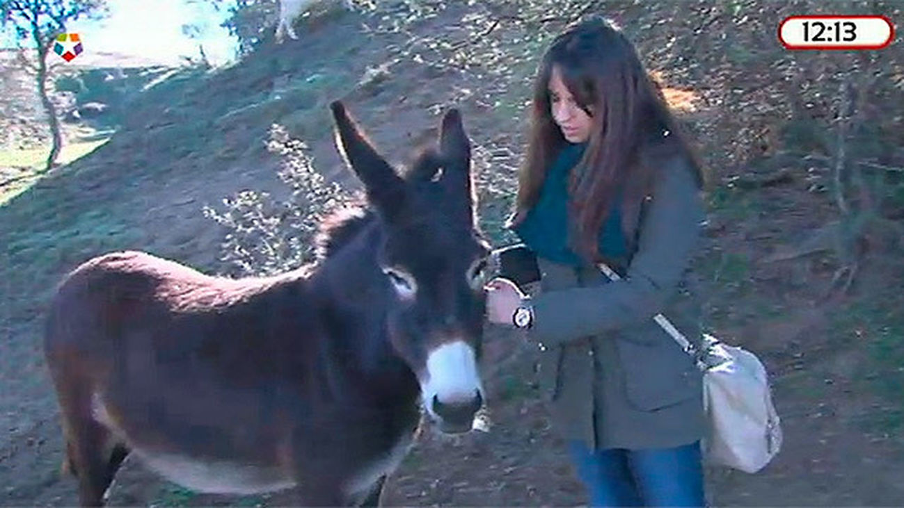 Santuario de animales en San Martín de Valdeiglesias