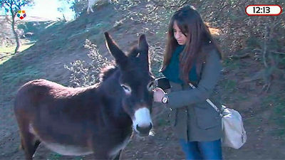 Santuario de animales en San Martín de Valdeiglesias