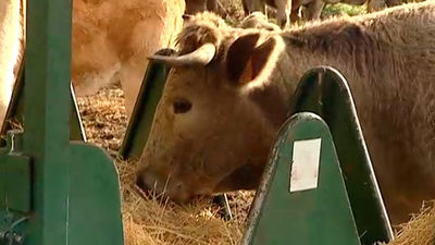Bustarviejo: De las minas de plata a la ganadería