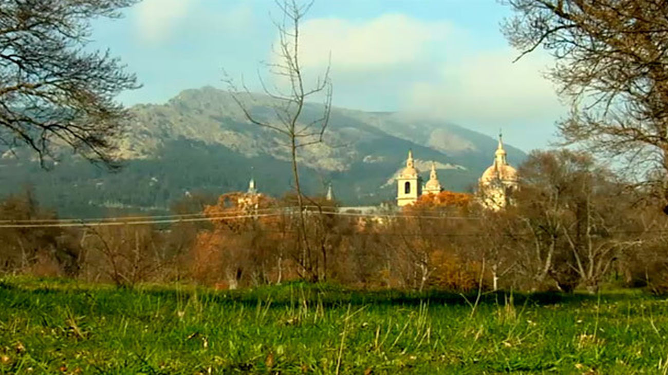 El Encantador de Setas: Cazando setas de cardo en El Escorial