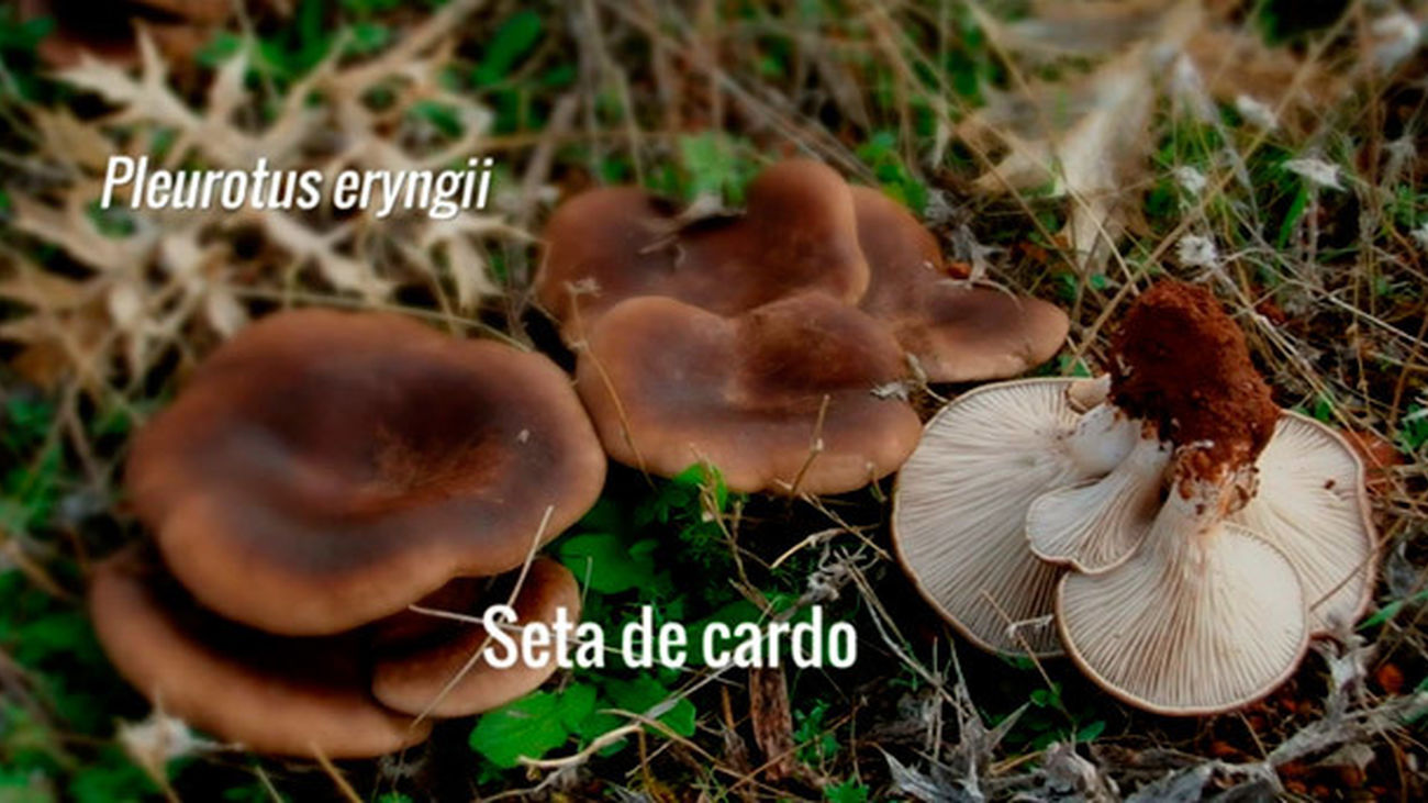 Las setas que conocemos: La seta de cardo (Pleurotus eryngii)