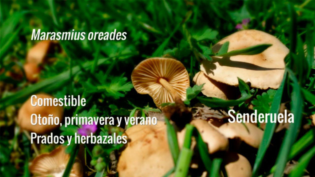 Las setas que conocemos: La senderuela (Marasmius oreades)
