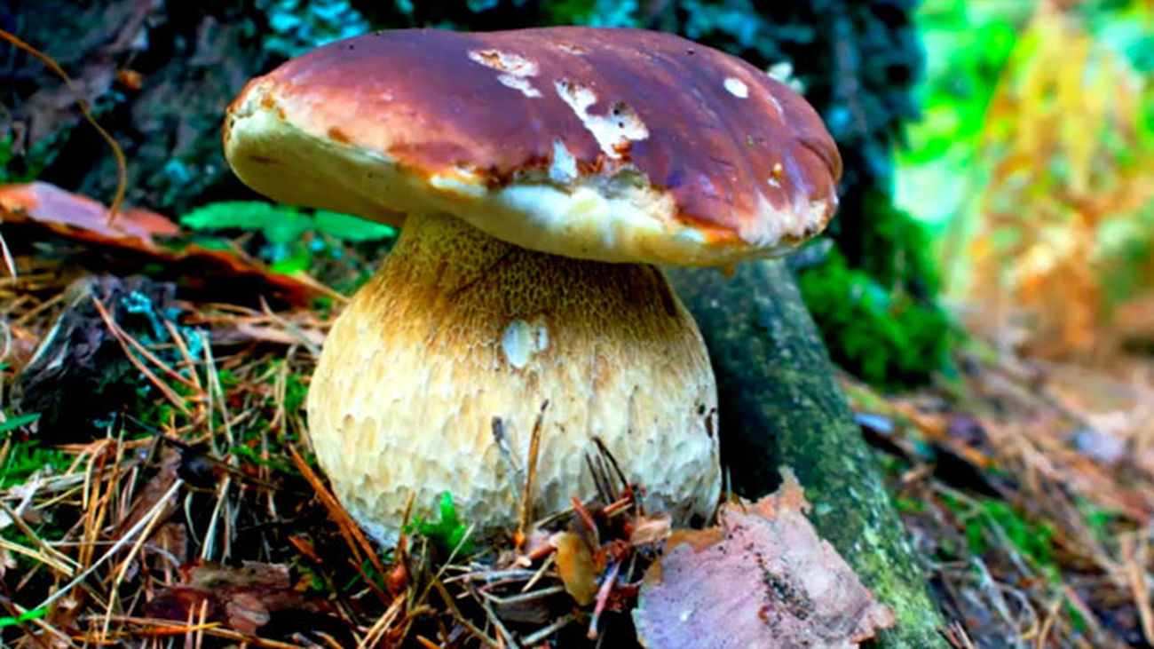 Las setas que conocemos: El boletus edulis