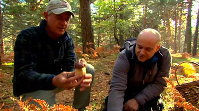 El Encantador de Setas: Boletus edulis para un delicioso Risotto