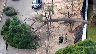 Otro árbol centenario cae en el Retiro