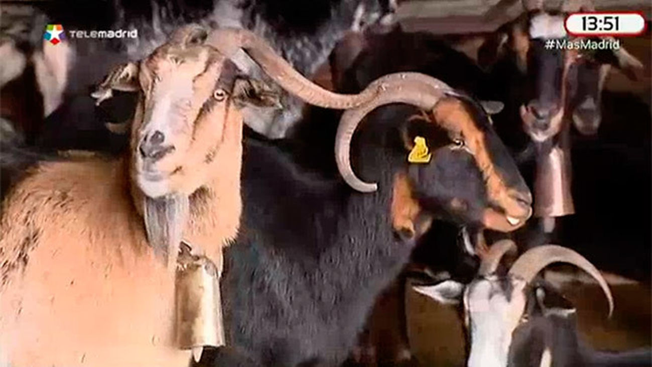 Los lobos matan a casi un centenar de cabras en los últimos meses