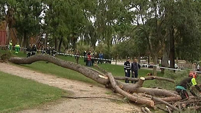 El Retiro cerrará los días de viento por la caída de árboles