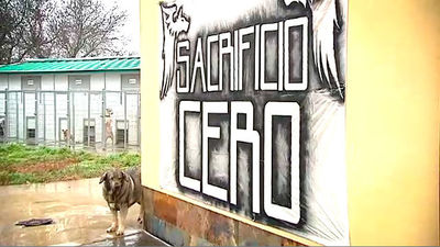 Guadarrama: Fenixcam, el lugar ideal para adoptar un perro