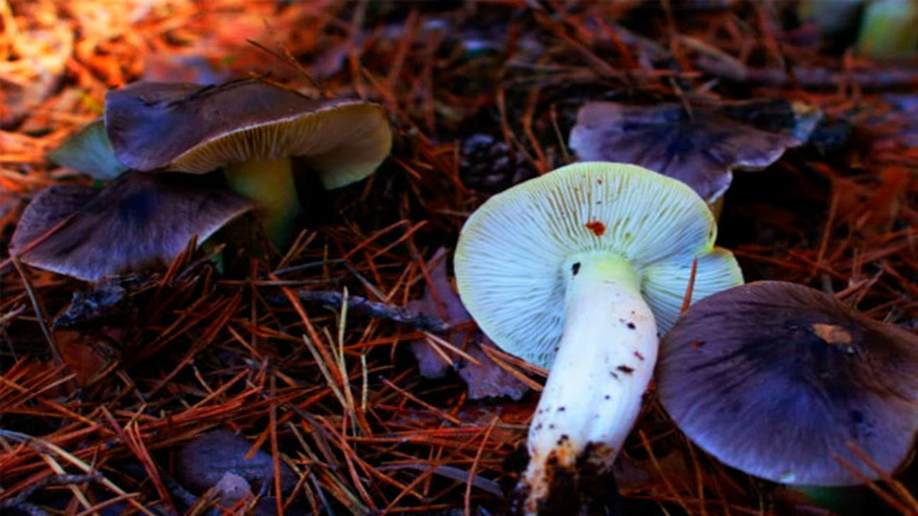 Las setas que conocemos: Capuchina (Tricholoma portentosum)