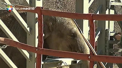 El zoo de la Casa de Campo desvela los secretos de sus elefantes