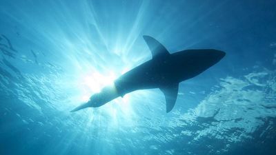 Un tiburón mata a un surfista en Australia