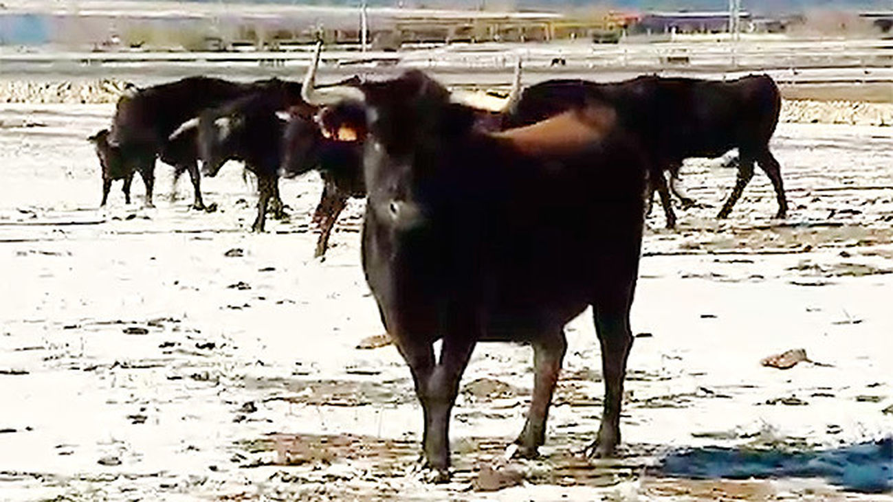 Soto del Real: Finca La Luna de Samanú