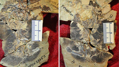 Descubren fósiles de dos mamíferos que vivieron hace 160 millones de años