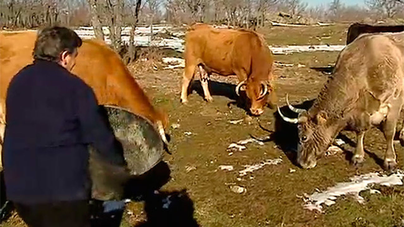 Villavieja del Lozoya: Leonor, la vaquera