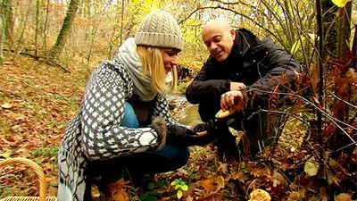 El Encantador de Setas: Rebozuelos en La Acebeda