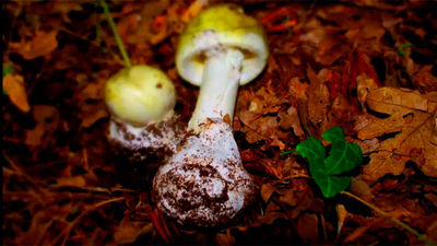 Las setas que conocemos: Amanita phalloides
